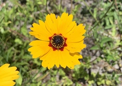 Coreopsis basalis