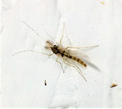 Chironomus crassicaudatus