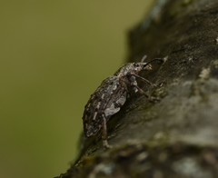 Ithycerus noveboracensis