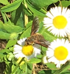 Poecilanthrax lucifer