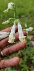 Penstemon oklahomensis