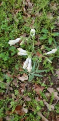 Penstemon oklahomensis