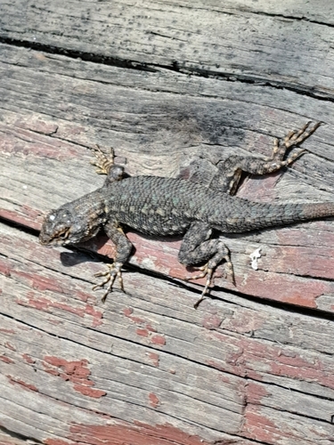 iNaturalist observation photo of Western Fence Lizard