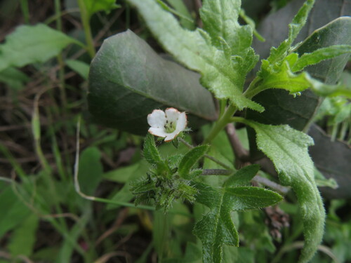 Image of Pholistoma racemosum by no rights reserved