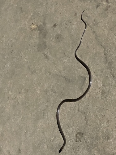 Photo of a Roatan Long-tailed Snake (Enulius roatanensis)