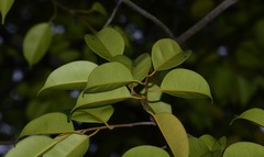 Dryobalanops aromatica