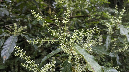 Image of Itea parviflora by (c) Cheng-Te Hsu, some rights reserved (CC BY)