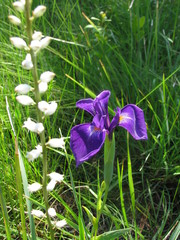 Iris tridentata