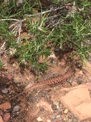 Sceloporus tristichus