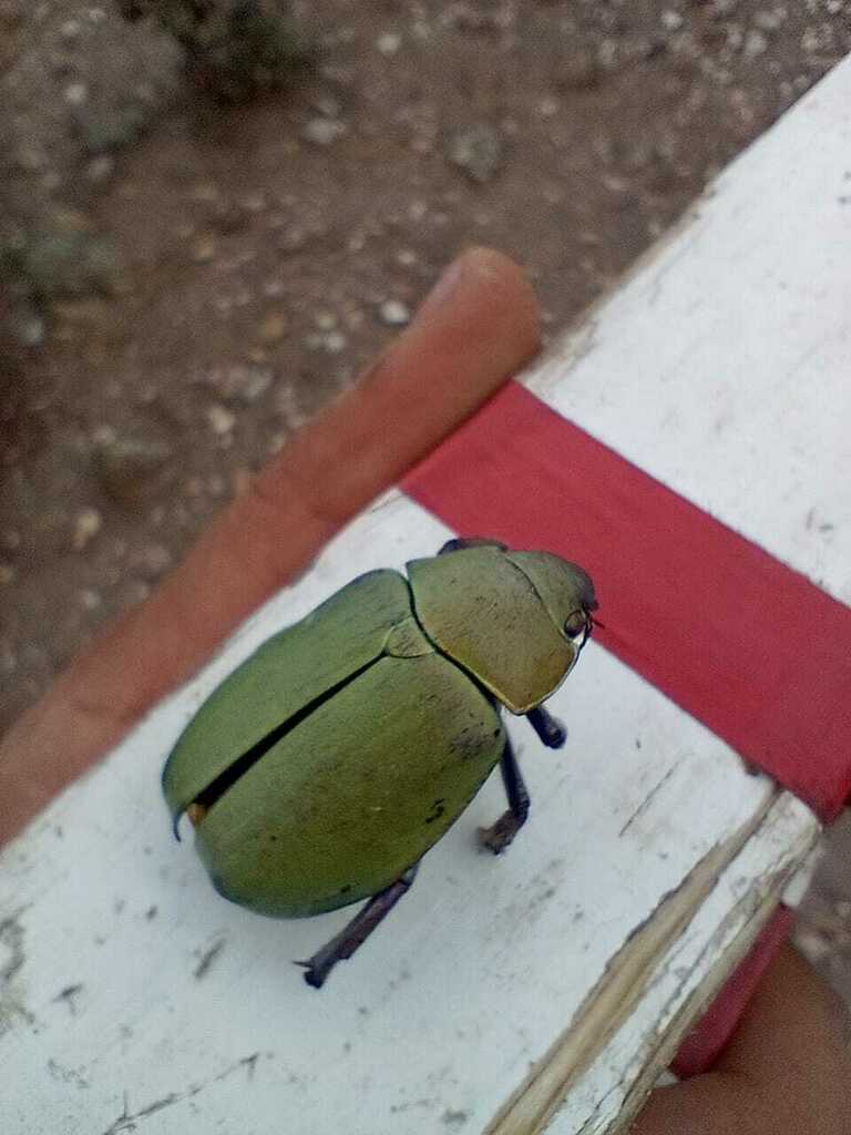 Beyer's Jewel Scarab from 33286 Molinares, Chih., México on December 5 ...