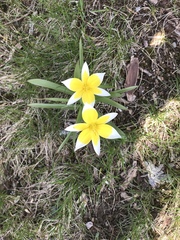 Tulipa urumiensis