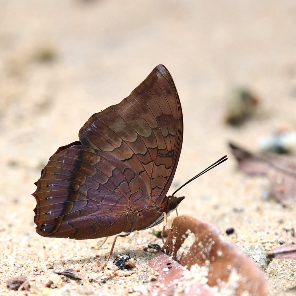 Tawny Rajah