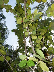 Coccoloba uvifera