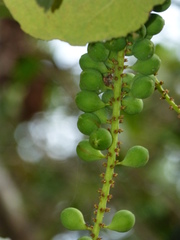 Coccoloba uvifera