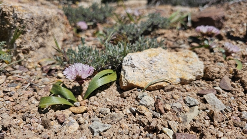 Image of Allium cratericola by (c) Chris Winchell, some rights reserved (CC BY)
