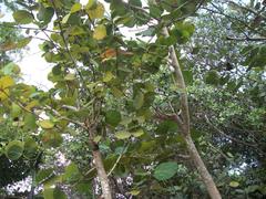 Coccoloba uvifera