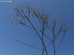 Odontarrhena muralis