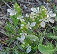 Teucrium laciniatum