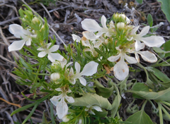 Teucrium laciniatum