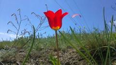 Tulipa suaveolens