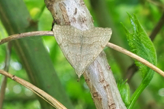 Pechipogo strigilata