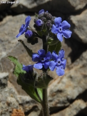 Brunnera orientalis