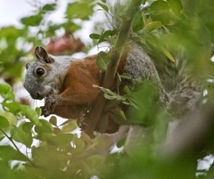 Sciurus aureogaster