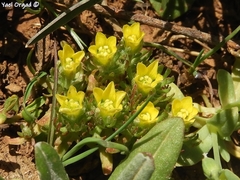 Ceratocephala falcata
