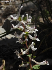 Corydalis triternata