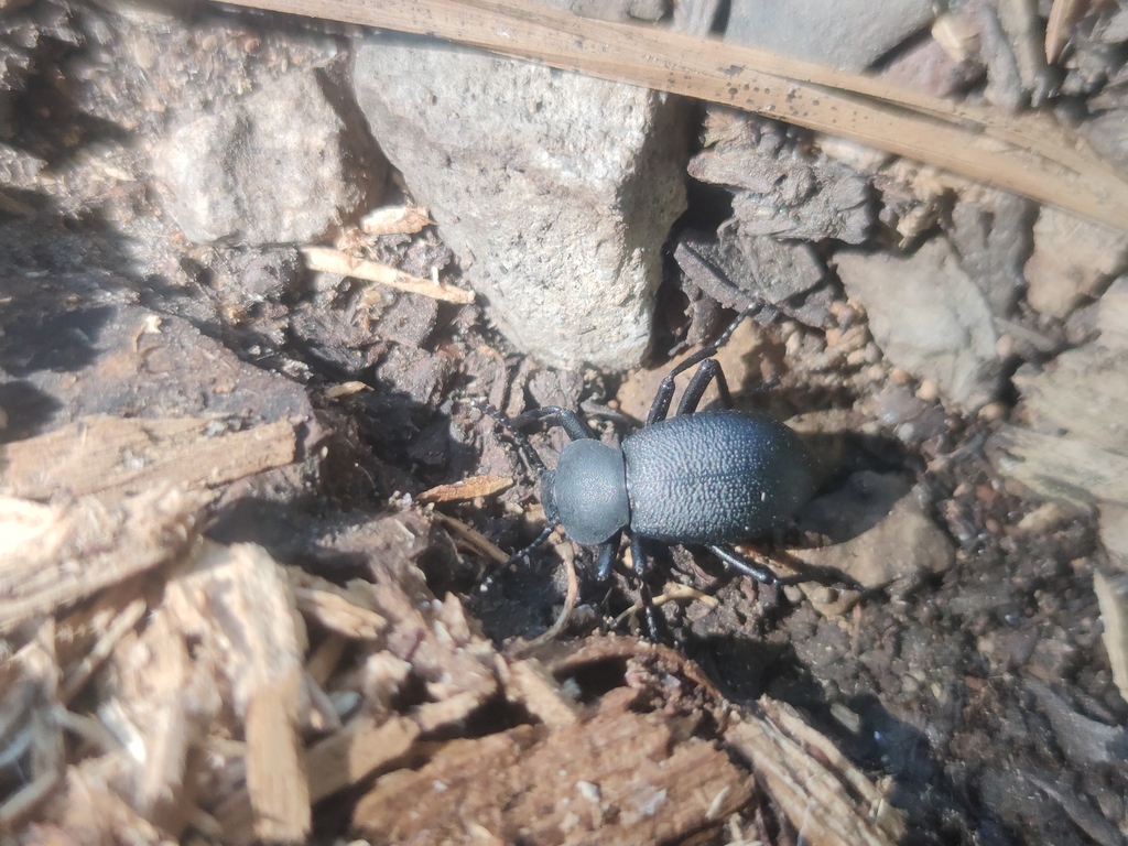 Eleodes versatilis