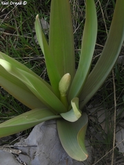 Eremurus spectabilis