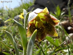 Fritillaria