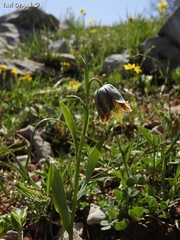 Fritillaria