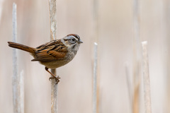 Swamp Sparrow photo 4