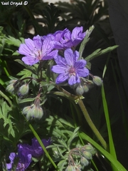 Geranium libanoticum