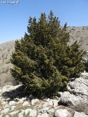 Juniperus drupacea