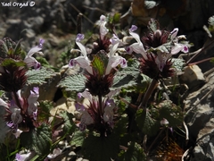 Lamium garganicum