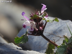 Lamium garganicum