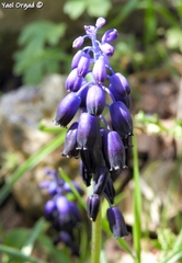 Muscari inconstrictum