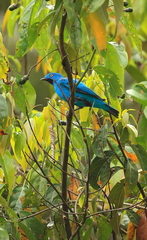 Cotinga maynana