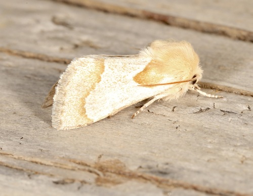 Schinia ligeae photo 3