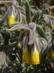 Onosma frutescens