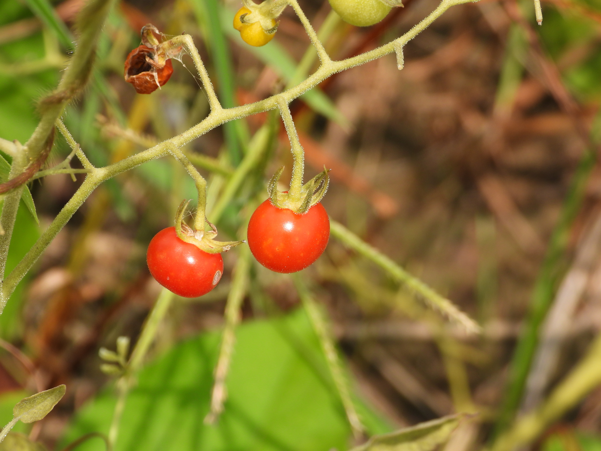 Imagem de Tomate cereja