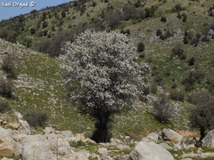 Prunus ursina