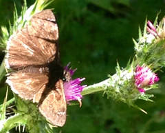 Erynnis tristis