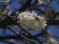 Prunus ursina