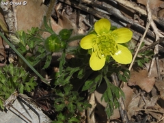 Ranunculus millefolius