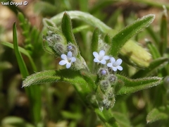 Rochelia disperma