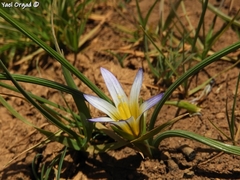 Romulea nivalis