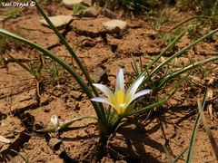 Romulea nivalis